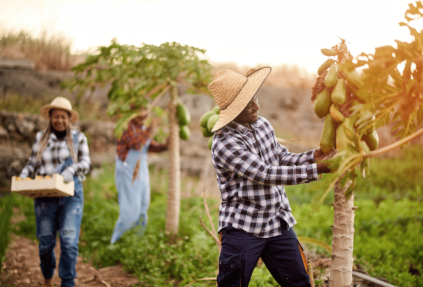 Mining & Agriculture Forum Webinar